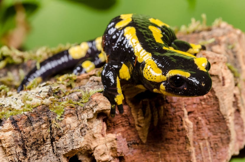 fiches animaux salamandre tachetée