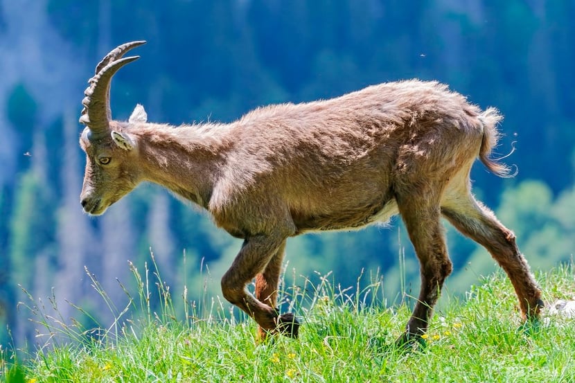 fiches animaux bouquetin