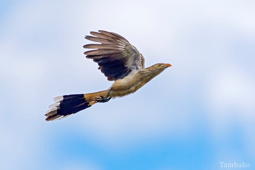 animals bird factsheet guira cuckoo