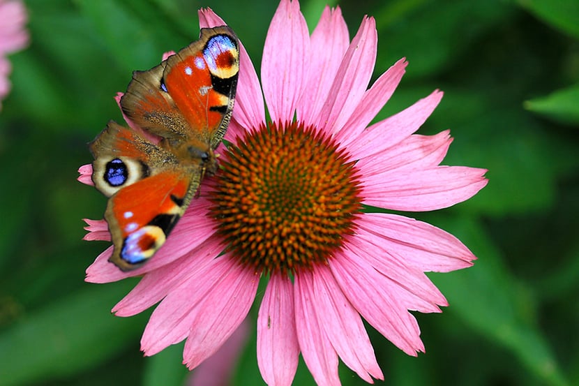 (Photo Françoise Moignet)