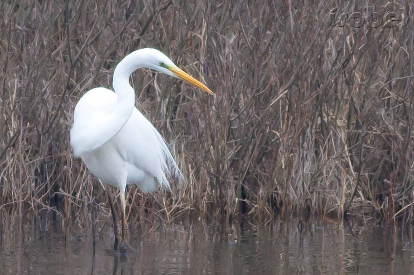 grande aigrette
