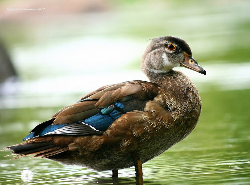 fiche animaux canard branchu juvenile