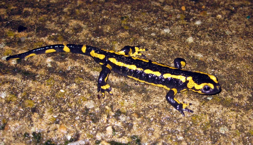 fiches animaux salamandre tachetee