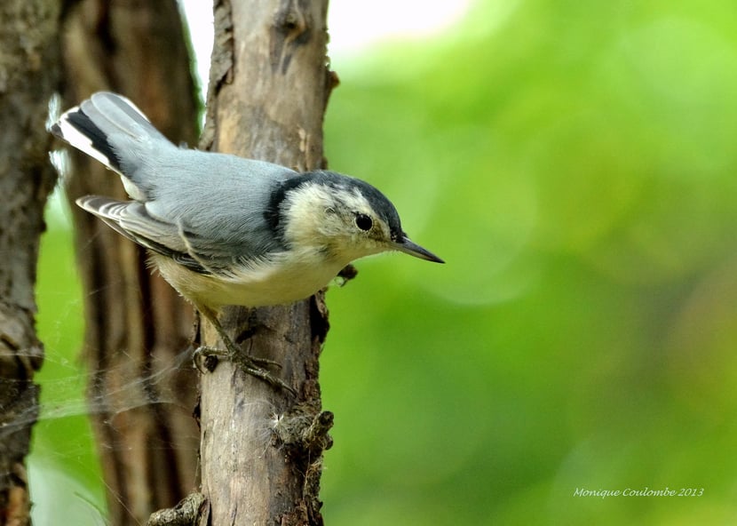 (Photo Monique Coulombe)