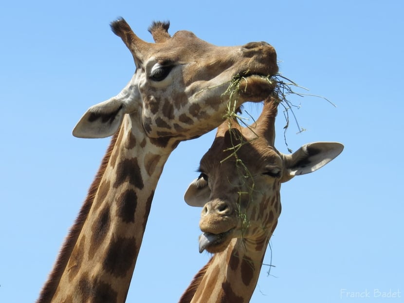 definition artiodactyle girafe antilope