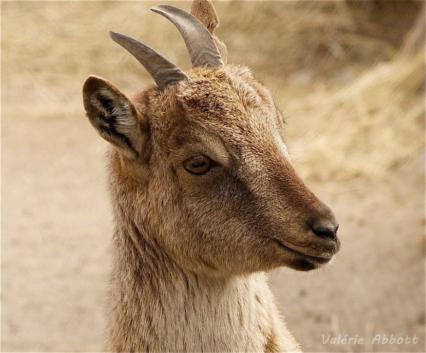 markhor