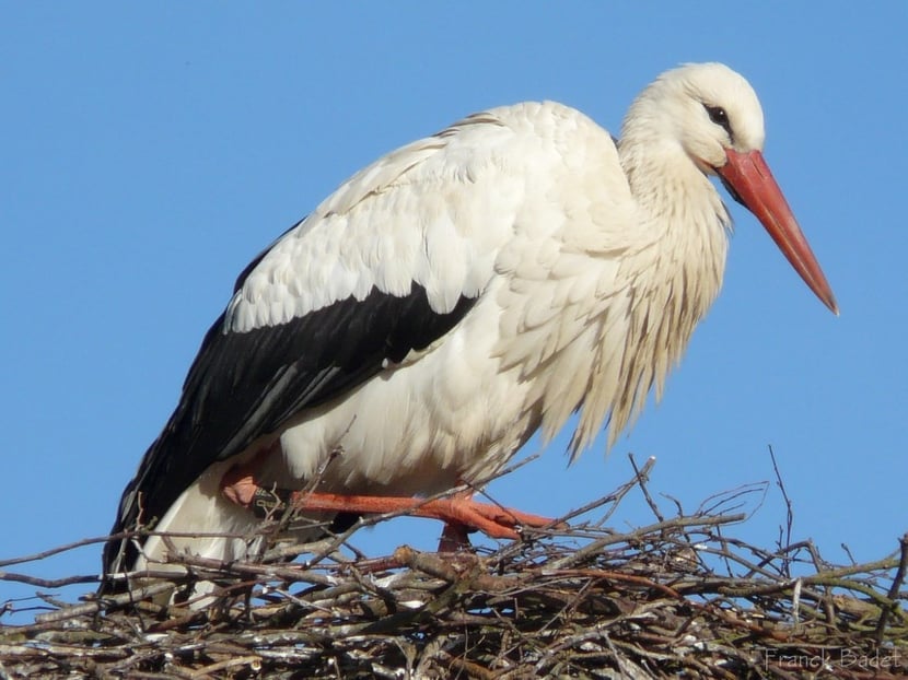 Fiches Animaux cigogne
