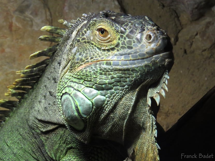Fiche animaux iguane
