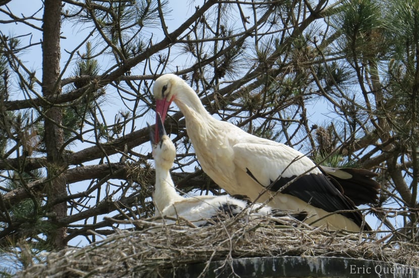 Fiches Animaux cigogne