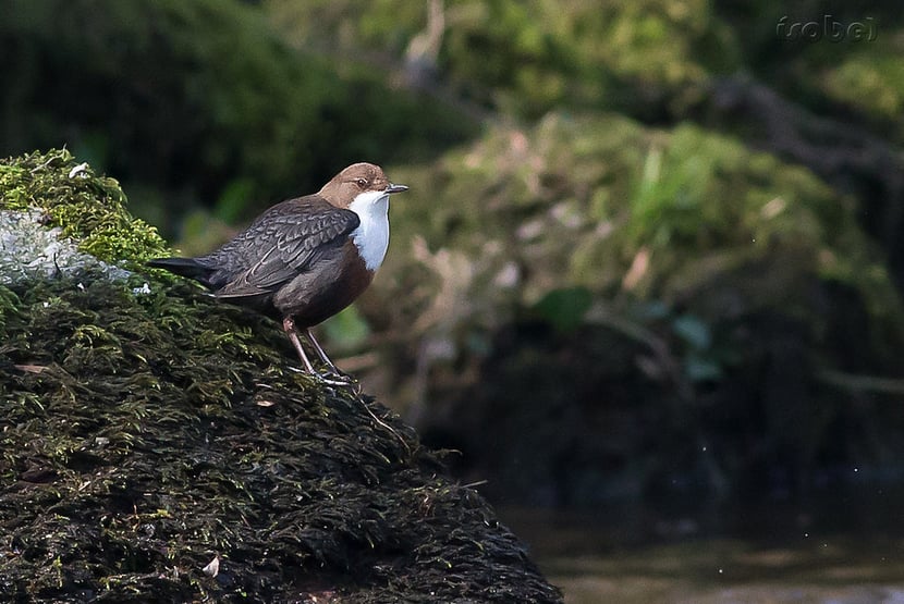 fiche oiseaux cincle plongeur
