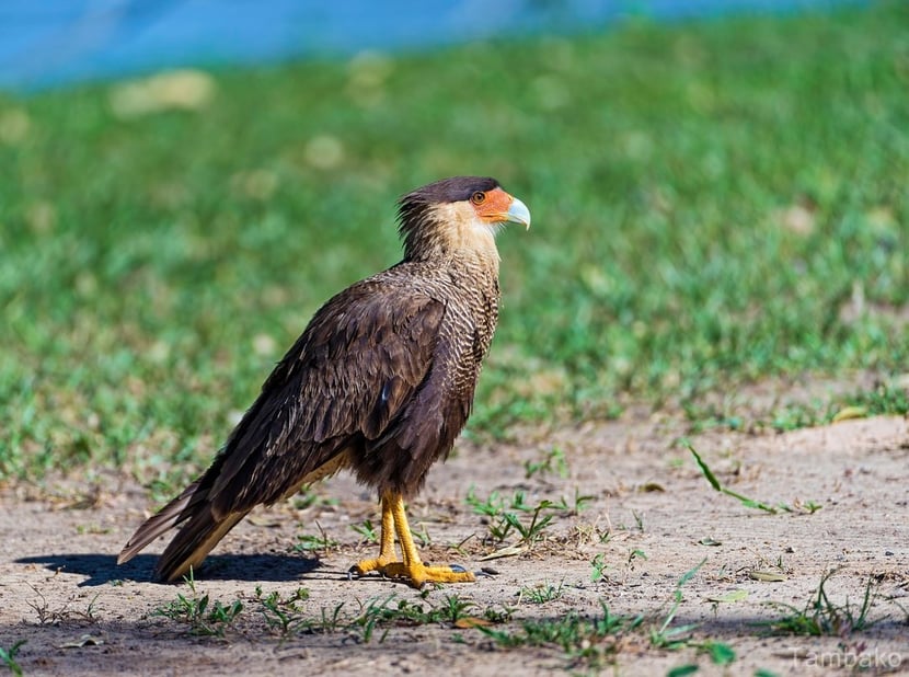 caracara