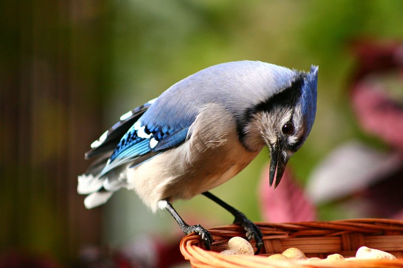 (Photo Monique Coulombe)