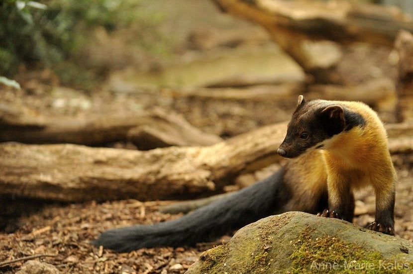 martre à gorge jaune