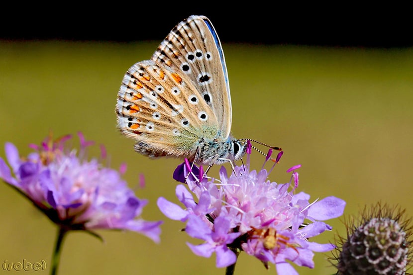 (Françoise Moignet)