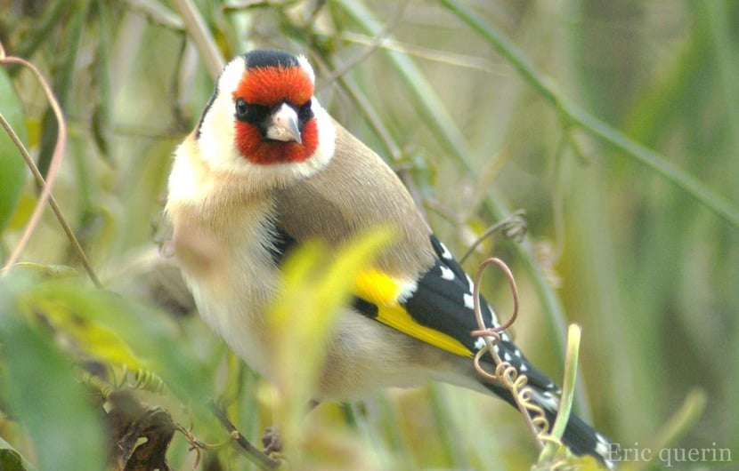 (Photo Eric Quérin)