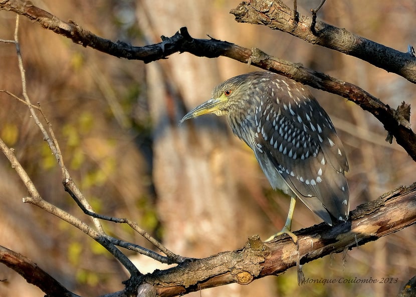 (Photo Monique Coulombe)