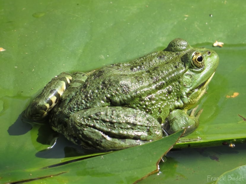 fiche animaux grenouille verte