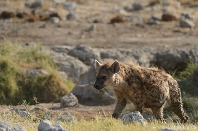 spotted hyena