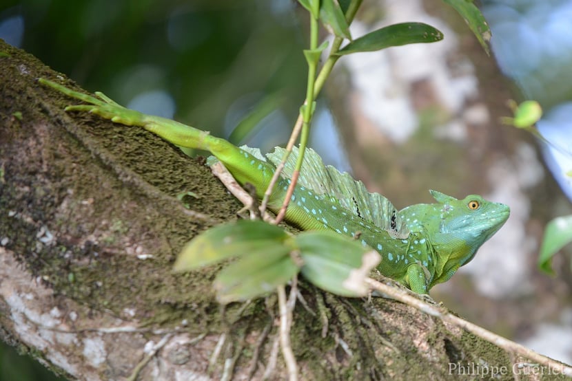 fiches animaux basilic vert