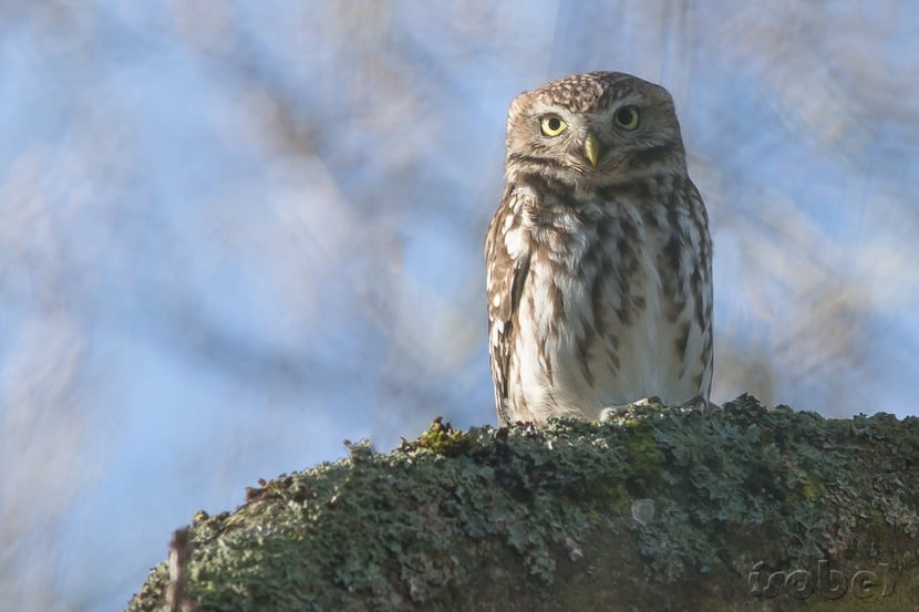 fiche oiseaux cheveche athena