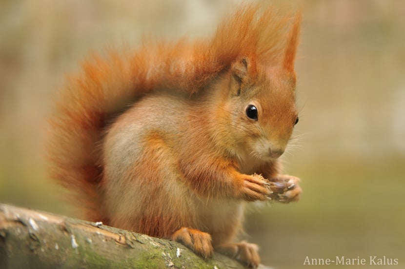 red squirrel