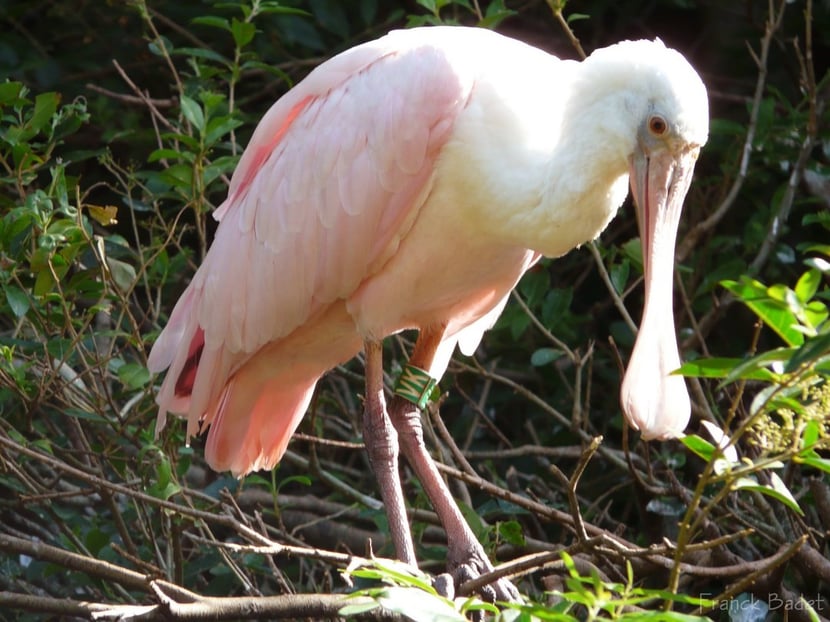 (Photo Franck Badet)