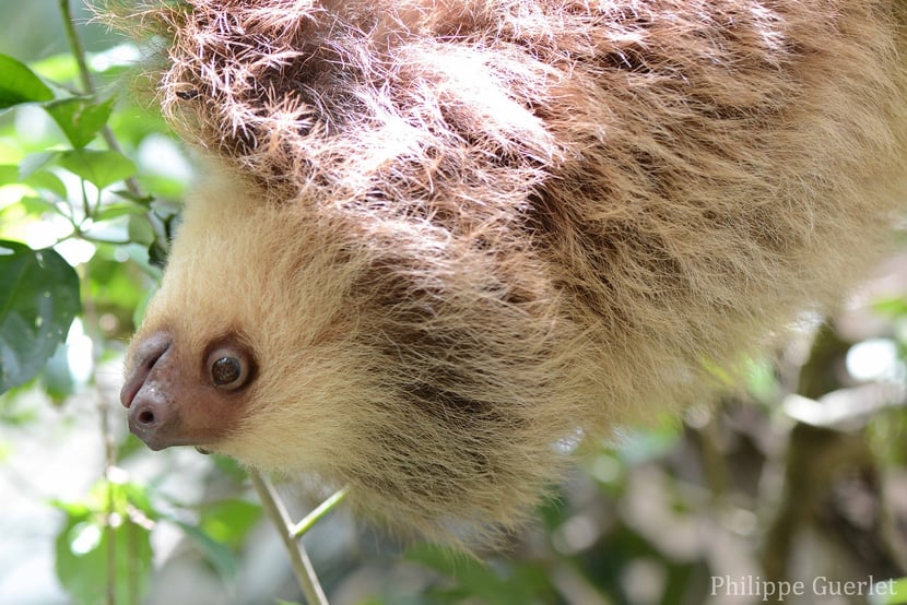 Fiches animaux paresseux à deux doigts