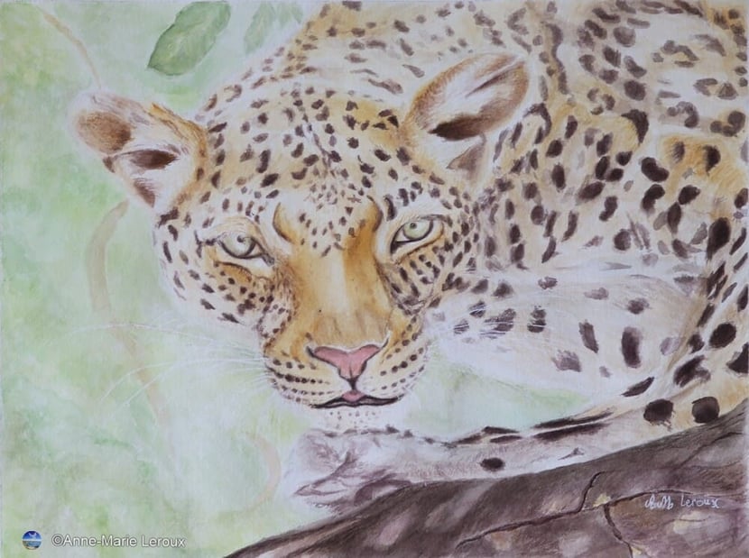 Léopard