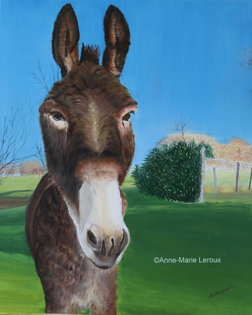 Âne dans la verdure.