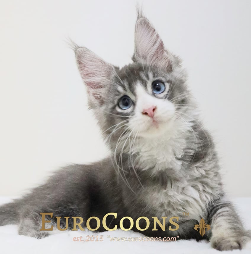 maine coon kittens for sale - maine coon cats for sale - european maine coon