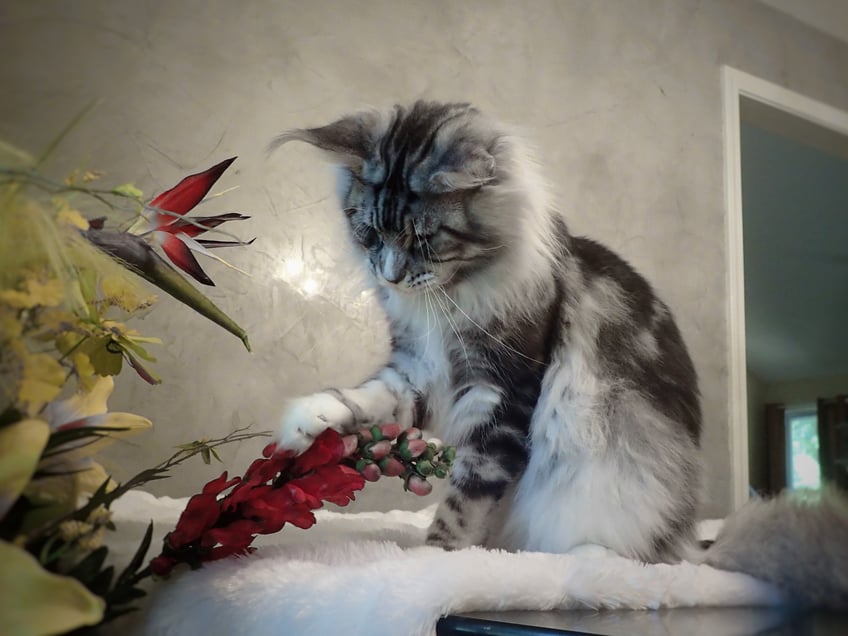 maine coon kittens for sale - maine coon cats for sale - european maine coon
