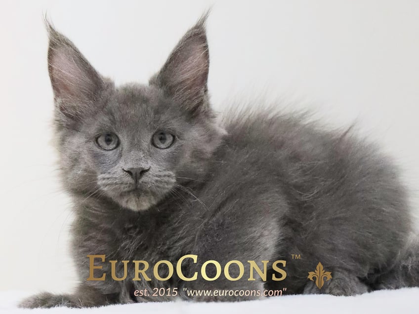 maine coon kittens for sale - maine coon cats for sale - european maine coon