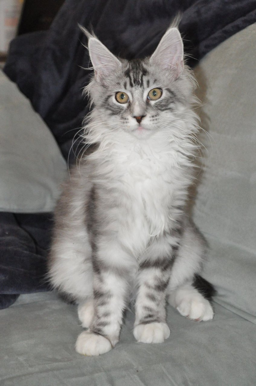 maine coon kittens for sale - maine coon cats for sale - european maine coon