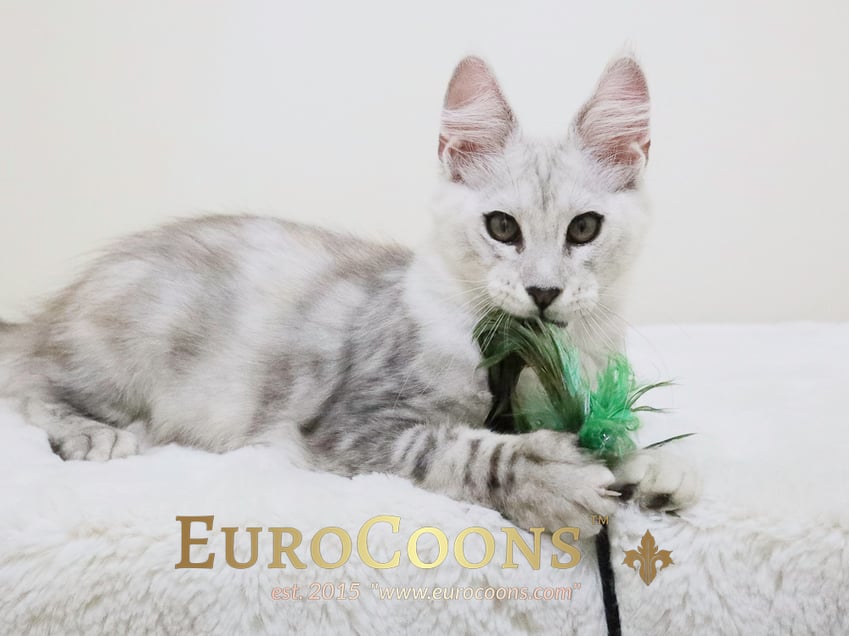 maine coon kittens for sale - maine coon cats for sale - european maine coon