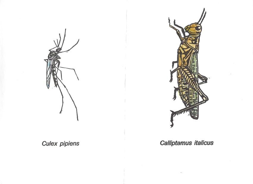 linoleografie originali acquerellate di Luciano Ragozzino