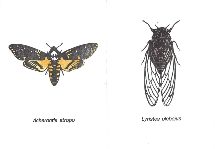 linoleografie originali acquerellate di Luciano Ragozzino