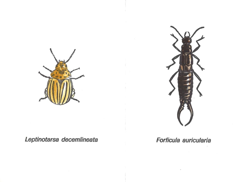 linoleografie originali acquerellate di Luciano Ragozzino