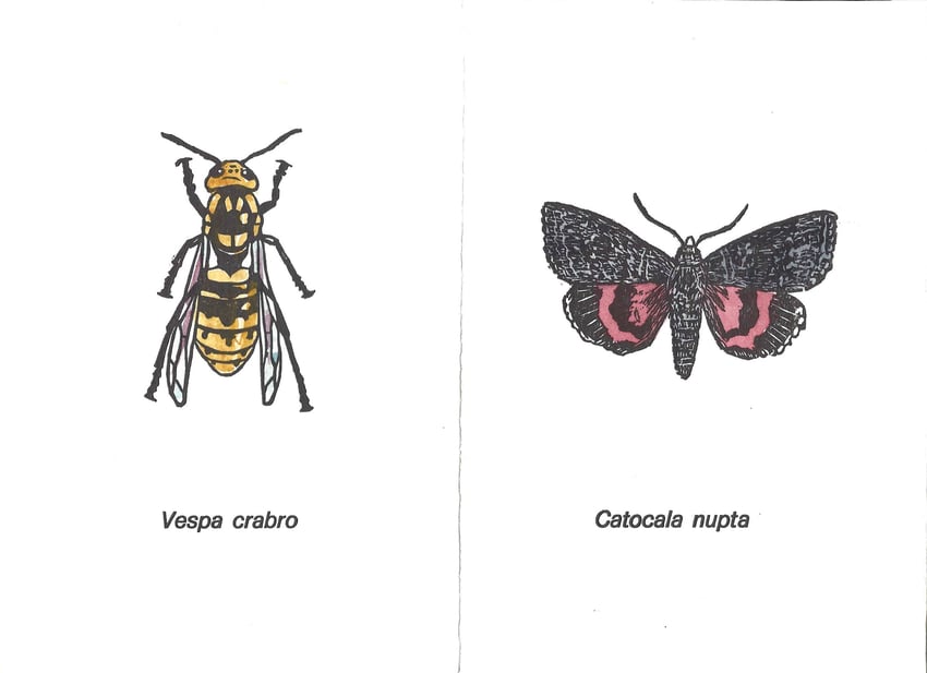 linoleografie originali acquerellate di Luciano Ragozzino