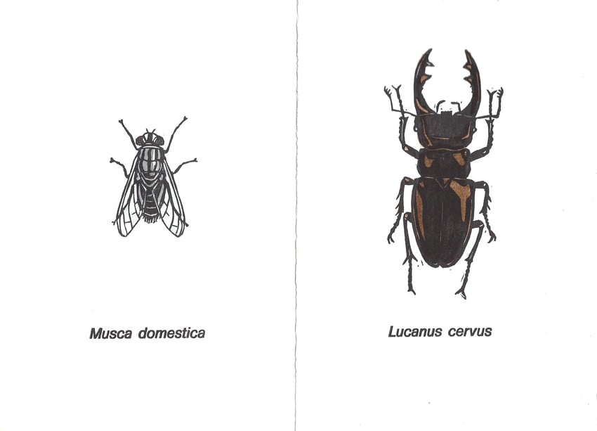 linoleografie originali acquerellate di Luciano Ragozzino