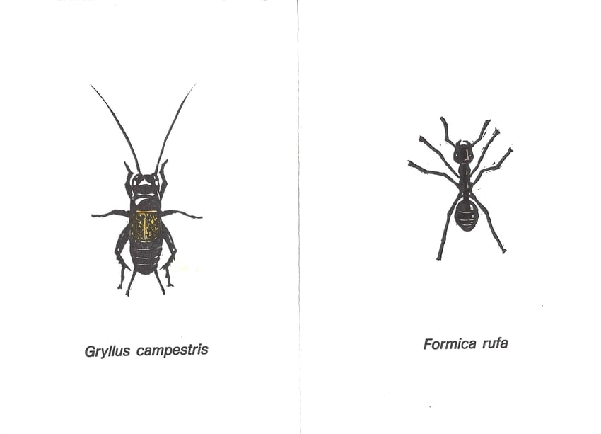 linoleografie originali acquerellate di Luciano Ragozzino