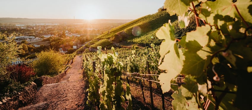 Weinberge Radebeul mit Panoramablick