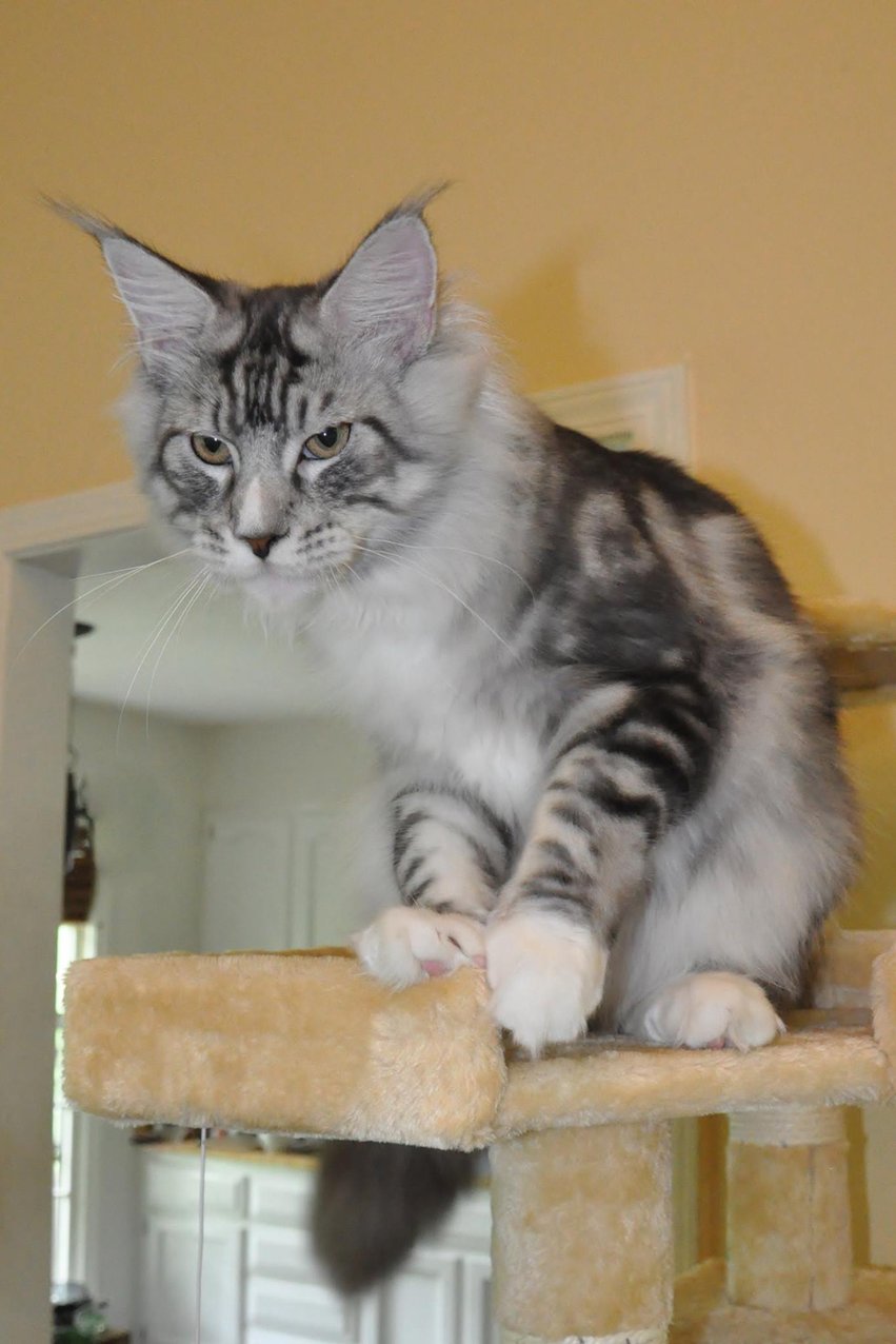 maine coon kittens for sale - maine coon cats for sale - european maine coon