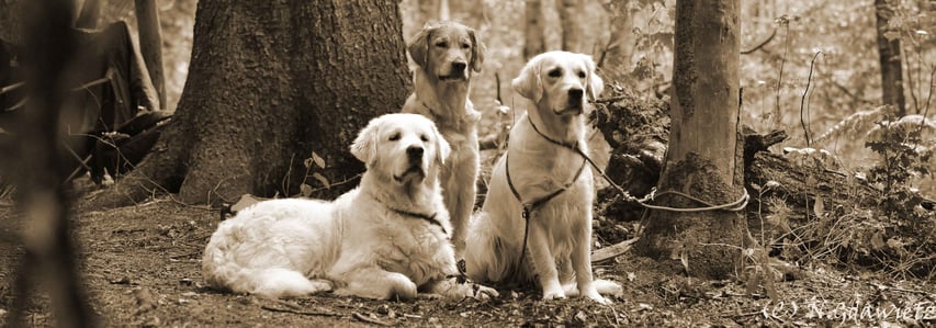 abbeymoors Jimdo-Page!