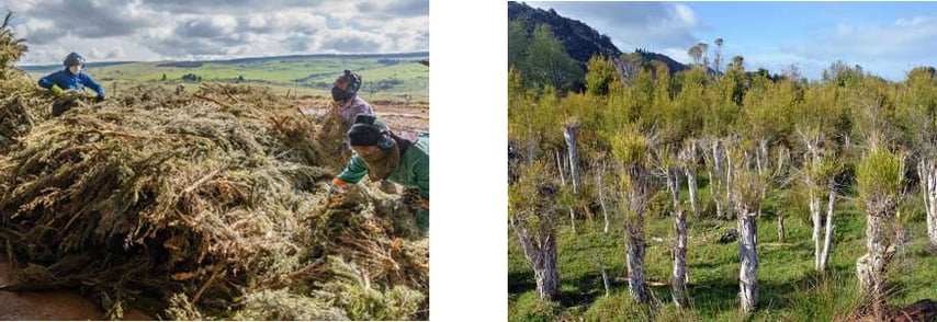 枝ごと収穫してすぐに蒸留するので、収穫後に幹や枝が残り、自然に再生する（持続可能な栽培）