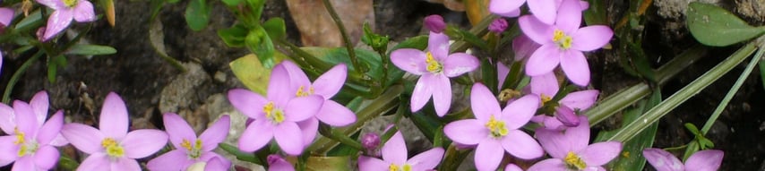 Arztpraxis Hans Peter Kjer, Blaichach, Hildegard-Heilkunde, Bach-Blütentherapie, Homöopathie