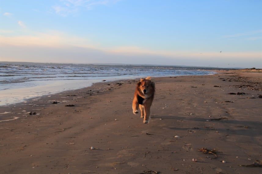 Lapinkoira Mikko in Schweden