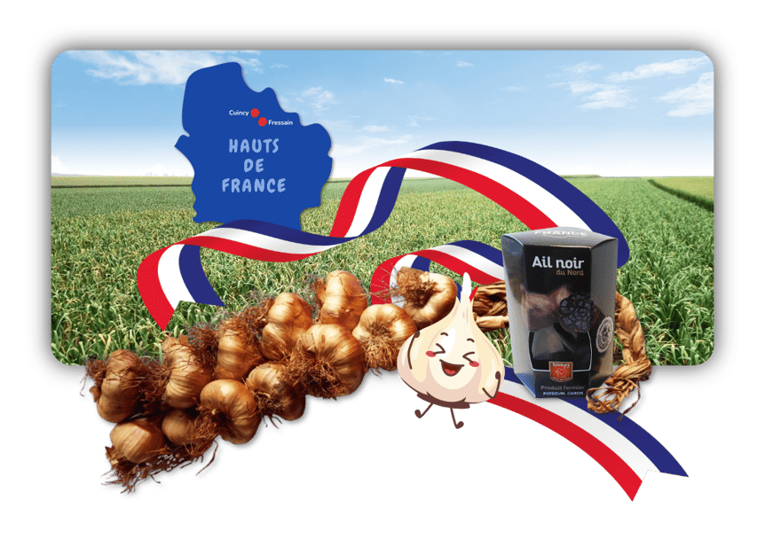 Knoblauch; Nordfrankreich; Frankreich; geräuchert; Ail fumé; geräucherter Knoblauch; schwarzer Knoblauch