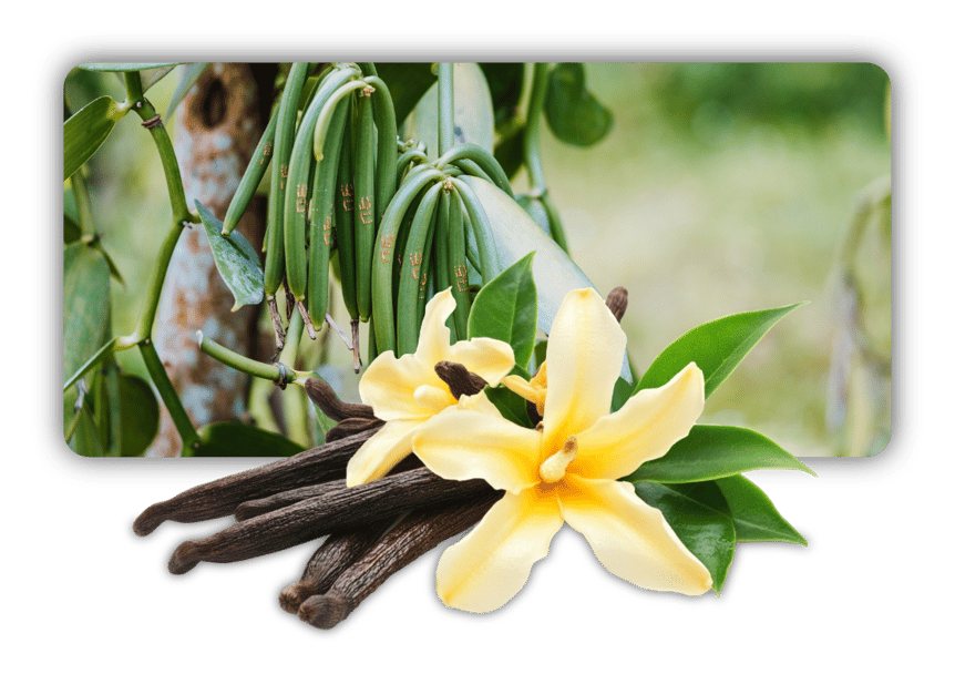 Vanilleschote; Vanille; Madagaskar; Bourbon-Vanille; Bourbon Vanille