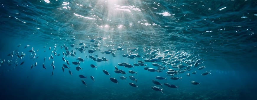 Mystic Culture ist der Ozean WindSucht