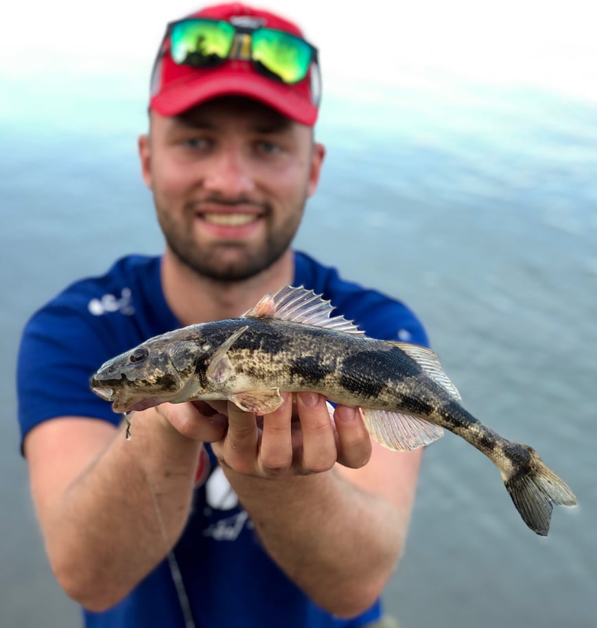 Johannes Höfner | Zingel | Zingel zingel | 34cm | Donau | Österreich | 8. August 2019